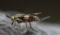 Chrysops relictus Goudoogdaas